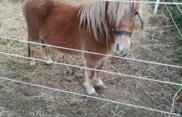 Sprzedam kucyki - Zdjęcie 1