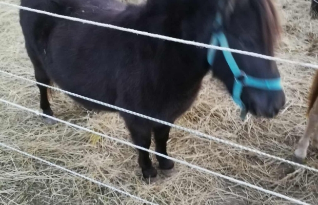 Sprzedam kucyki - Zdjęcie 2