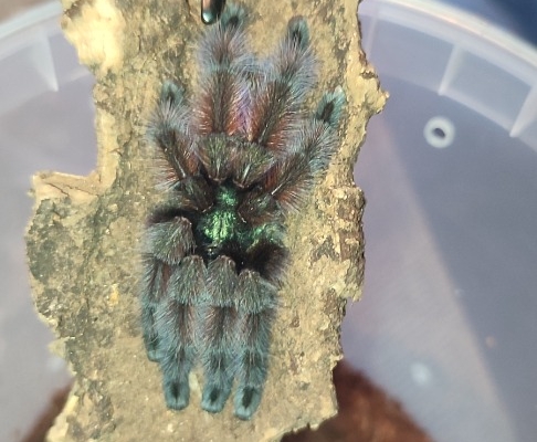 Pająk Ptasznik - Zdjęcie 1