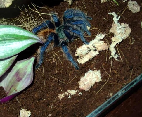 Pająk ptasznik - Zdjęcie 3