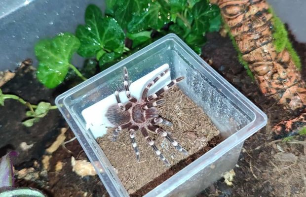 Pająk ptasznik - Zdjęcie 5