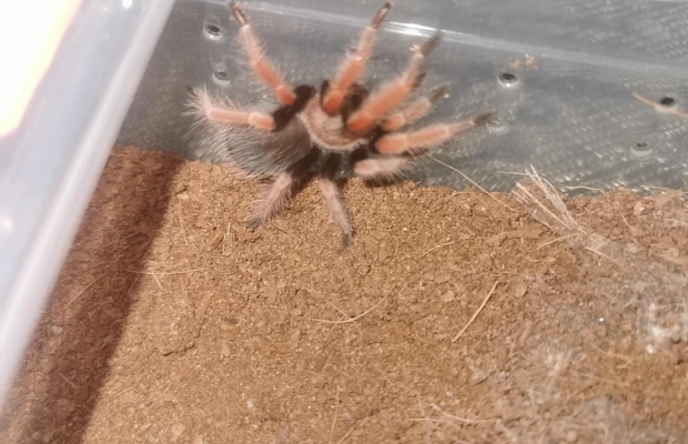 Pająk ptasznik - Zdjęcie 4