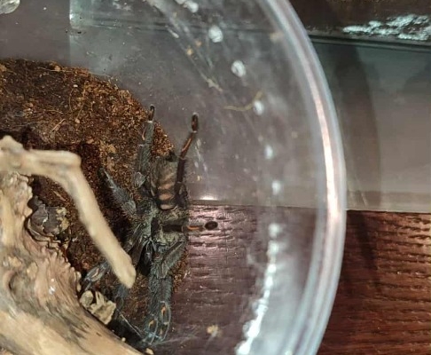 Pająk ptasznik - Zdjęcie 2