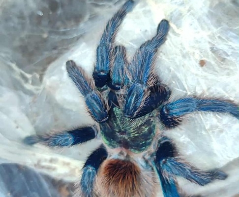 Pająk ptasznik - Zdjęcie 1