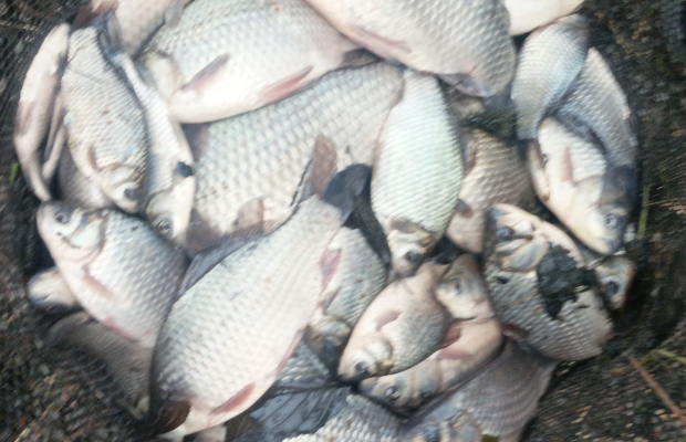 Ryba japoniec - Zdjęcie 1