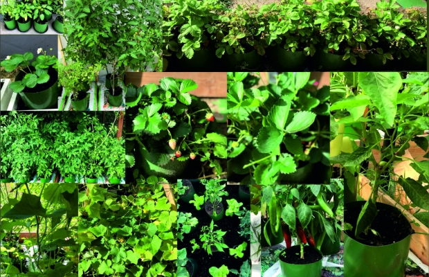 REWOLUCJA W UPRAWIE WARZYW! Doniczki Spinane - polski producent - Zdjęcie 5