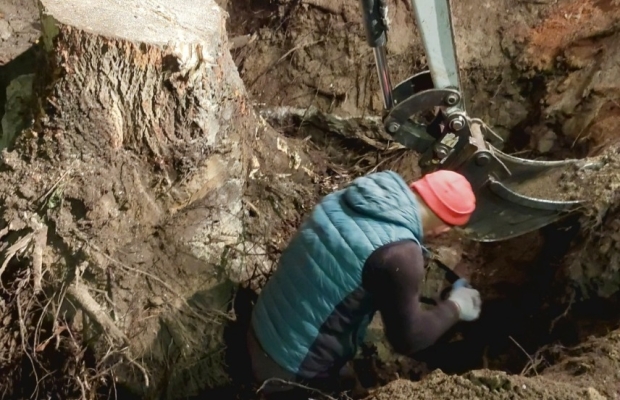 Wycinka drzew - Zdjęcie 4