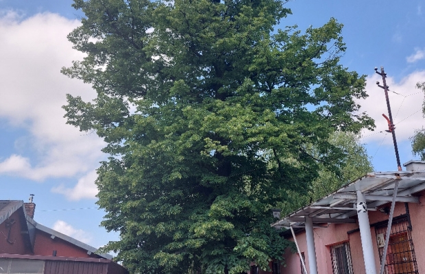 Nieruchomość w Dąbrowie Górniczej przy al. J Piłsudskiego - Zdjęcie 1