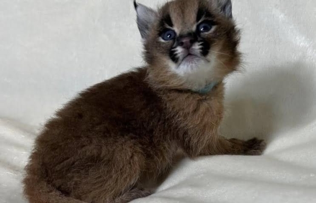 Dostępne młode karakale urodzone w niewoli - Zdjęcie 2