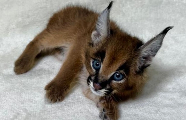 Dostępne młode karakale urodzone w niewoli - Zdjęcie 5