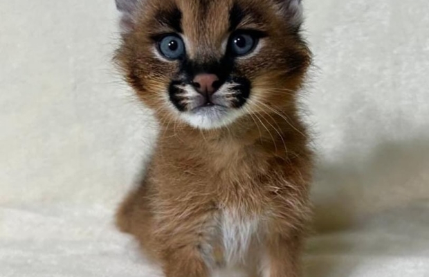 Dostępne młode karakale urodzone w niewoli - Zdjęcie 4