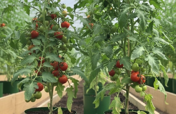 REWOLUCJA W UPRAWIE WARZYW! Doniczki Spinane - polski producent - Zdjęcie 4