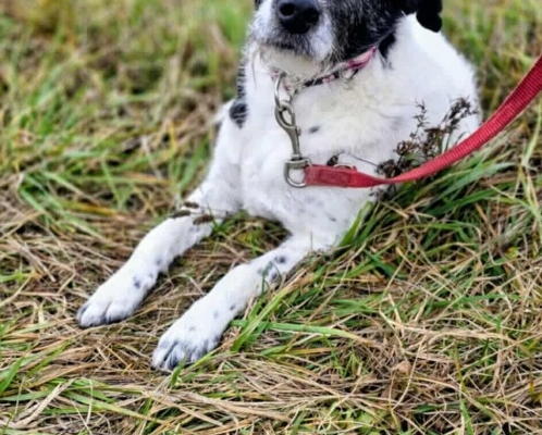 Bruno młody psiak w typie terriera szuka domu! pies psy terrier - Zdjęcie 1