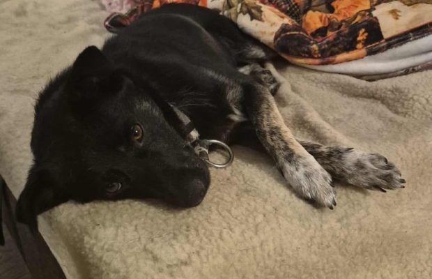 Leon - młody nieduży psiak szuka domu pies psy - Zdjęcie 3