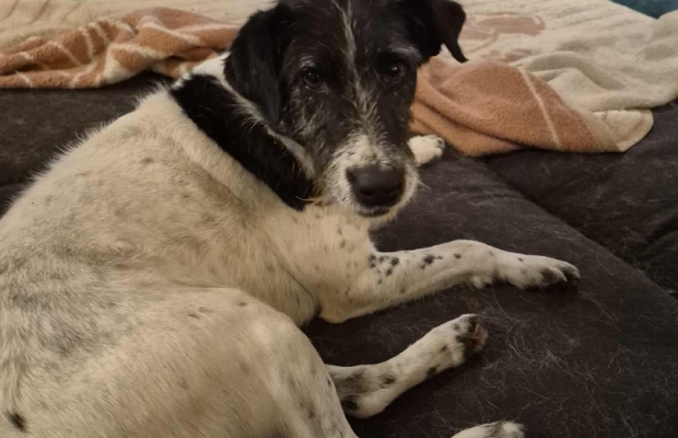 Bruno młody psiak w typie terriera szuka domu! pies psy terrier - Zdjęcie 5