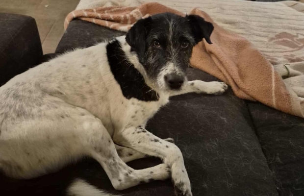 Bruno młody psiak w typie terriera szuka domu! pies psy terrier - Zdjęcie 2