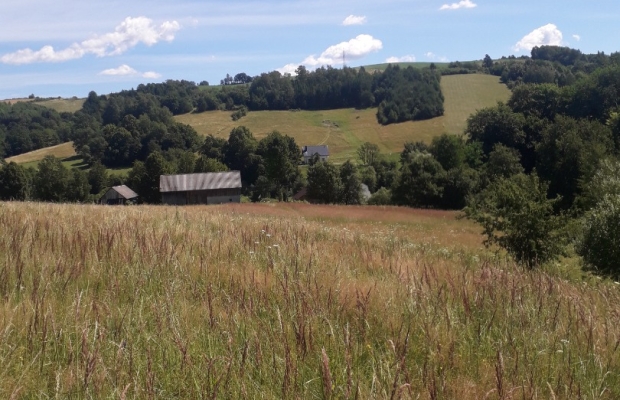 Sprzedam gospodarstwo - Zdjęcie 7