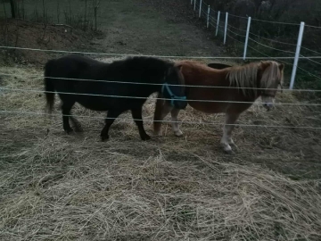 Zdjęcie: Sprzedam kucyki