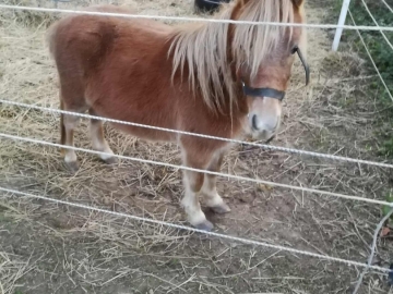 Zdjęcie: Sprzedam kucyki