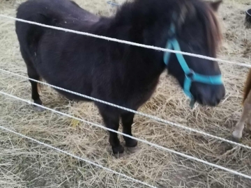 Zdjęcie: Sprzedam kucyki