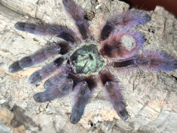 Zdjęcie: Pająk Ptasznik