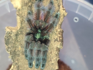 Zdjęcie: Pająk Ptasznik