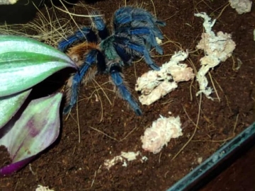 Zdjęcie: Pająk ptasznik