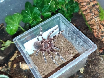 Zdjęcie: Pająk ptasznik