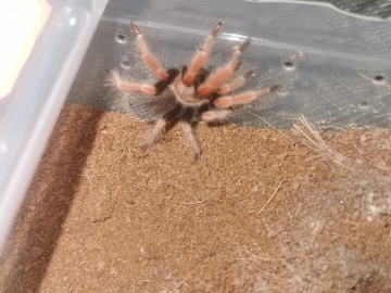 Zdjęcie: Pająk ptasznik