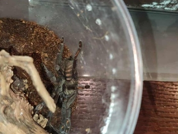 Zdjęcie: Pająk ptasznik