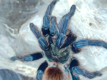 Zdjęcie: Pająk ptasznik