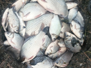 Zdjęcie: Ryba japoniec