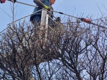 Zdjęcie: Wycinka drzew