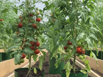 Zdjęcie: Doniczki Spinane do Rozsad – Chroń Korzenie! Producent doniczkispinane.pl