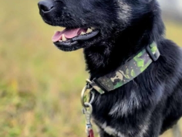 Zdjęcie: Leon - młody nieduży psiak szuka domu pies psy