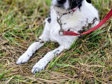 Zdjęcie: Bruno młody psiak w typie terriera szuka domu! pies psy terrier